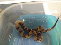 snake.jpg