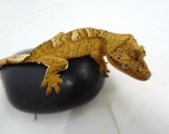 DSC03942.jpg