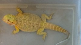 female hypo het trans yellow.jpg