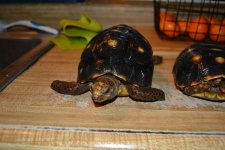 DSC_3418.jpg