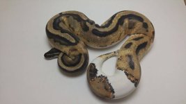 Pastel pied 1.jpg
