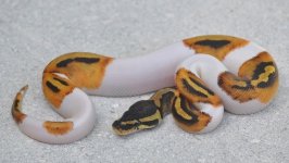 pied.jpg pied.jpg