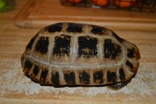 DSC_3426.jpg
