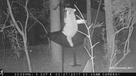 raccoon_baffle_02.jpg