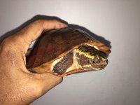 Notochelys02a.JPG