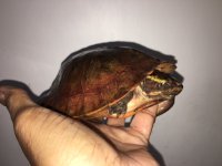 Notochelys02b.JPG