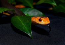 TaipanMacroWithTongue_trent.jpg