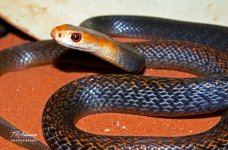 Taipan1.jpg