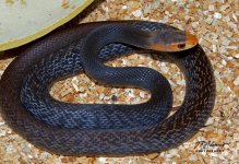Taipan4.jpg