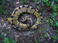 85-2014 Thunder het Pied female #1 300 gm $200.00.jpg