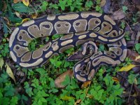 49-2013 unnamed light codom  female het form #1 900 gm $150.00.jpg