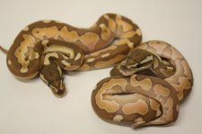 Enchi Lithium25.jpg