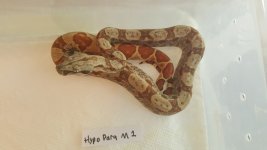Hypo Parahet M1.jpg