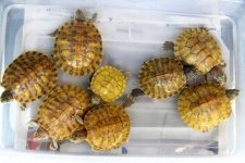 3 males 5 female Hypo RES.jpg