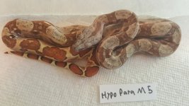 Hypo Parahet M5.jpg