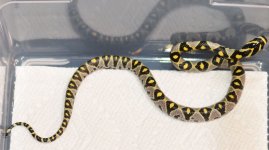 Midwest Serpentarium 16-MD-HN2-MMMK-2F.jpg