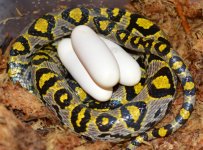 Midwest Serpentarium 09MD-HN-MME-M1 x 11-MD-MK-FH_1.jpg