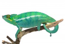 Wild Caught Nosy Be 2 - Panther Chameleon - Canvas Chameleons (1).jpg Wild Caught Nosy Be 2 - Panther Chameleon - Canvas Chameleons (1).jpg