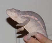 Female2.jpg