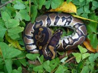 2016 het Red Axanthic male #2 90 gm $45.00.jpg
