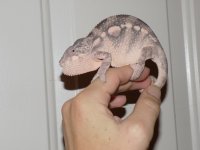 Female1.jpg