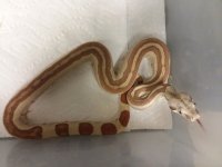 14.628-19 1.0 HYPO JUNGLE 66% DH T+ANERY $850.jpg