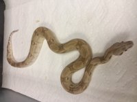 7.66-8 0.1 GHOST 66% HET T+ $499.jpg