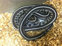 ANERYTHRISTIC TESSERA CORNSNAKE .jpg