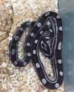 BLACK MOTLEY CORN SNAKES.jpeg