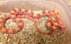 CREMESICLE CORNSNAKE.jpg