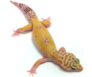 leopard gecko pics (30).jpg