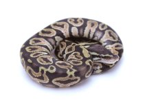 GENETIC GRANITE PASTEL.jpeg