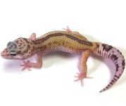 leopard gecko pics (32).jpg