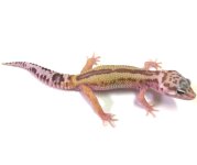 leopard gecko pics (31).jpg