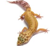 leopard gecko pics (33).jpg
