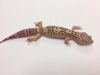 SNOW TREMPER W:Y.jpg