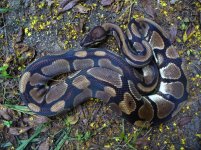 86-Proven breeder het Pied male #43 900 gm $125.00.jpg