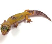 leopard gecko pics (34).jpg