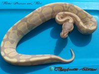 Banana Pastel het Pied 2.8.17' 1.jpg