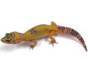 leopard gecko pics (35).jpg