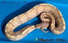 Banana Pastel het Pied 2.8.17' 2.jpg