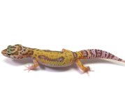 leopard gecko pics (36).jpg