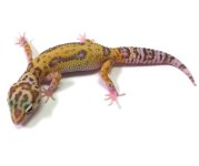 leopard gecko pics (37).jpg