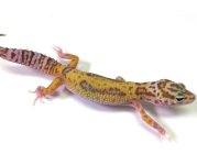 leopard gecko pics (38).jpg