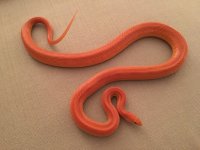 cheetoh 2.jpg