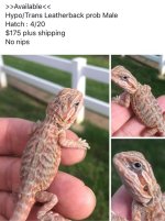 leatherback.jpg