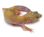leopard gecko pics (39).jpg