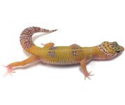leopard gecko pics (40).jpg