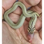 IMG_20170716_173553_658.jpg