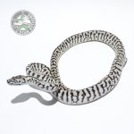 Axanthic Zeb Jag 07216 (1 of 1).jpg